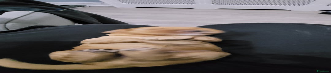 Cockapoo Puppy 2