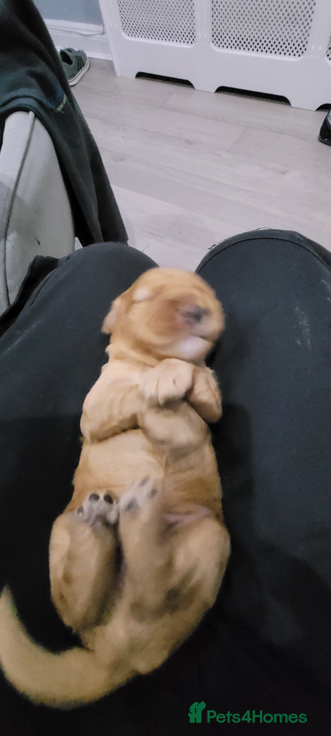 Cockapoo dogs for sale: F3b Merle Cockapoos - Image 15