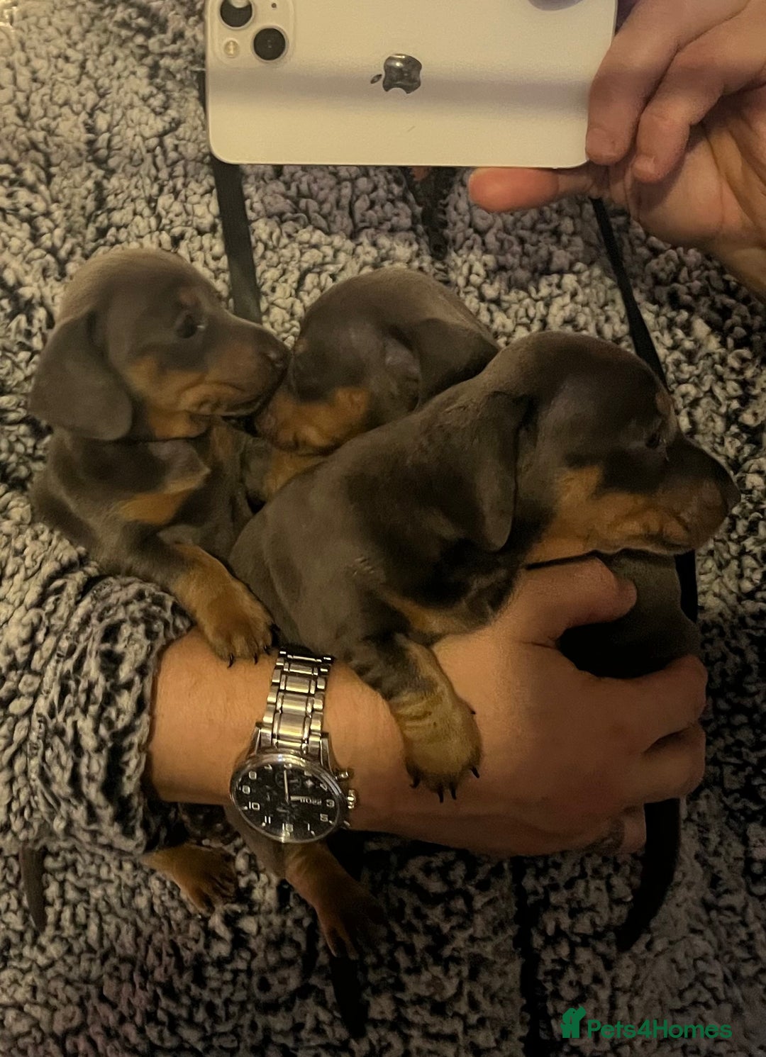 Dachshund dogs for sale: Stunning Dachshunds Viewing from 12 December  - Advert 5