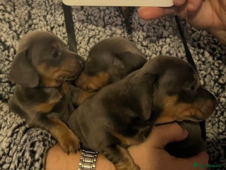 Dachshund dogs Stunning Dachshunds Viewing from 12 December - Advert 4