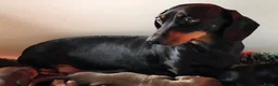 Miniature Dachshund dogs for sale: KC registered PRA clear miniature dachshunds  - Advert 4