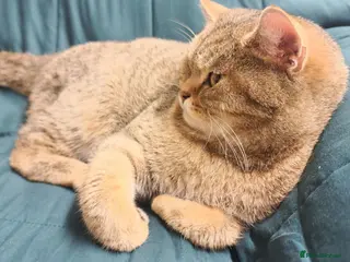 British Shorthair cats Golden Ticked Tabby Active GCCF British Shorthair - Advert 17