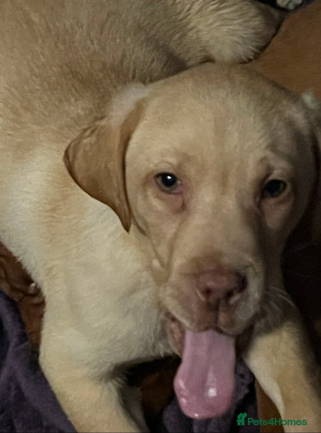 Labrador Retriever dogs for sale: Labrador Puppies - Advert 2