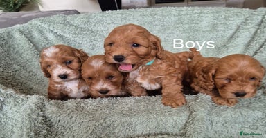 Cockapoo dogs - Advert 16