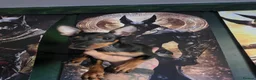 Miniature Pinscher dogs for sale: Miniature Pinscher Puppies for sale  - Advert 2