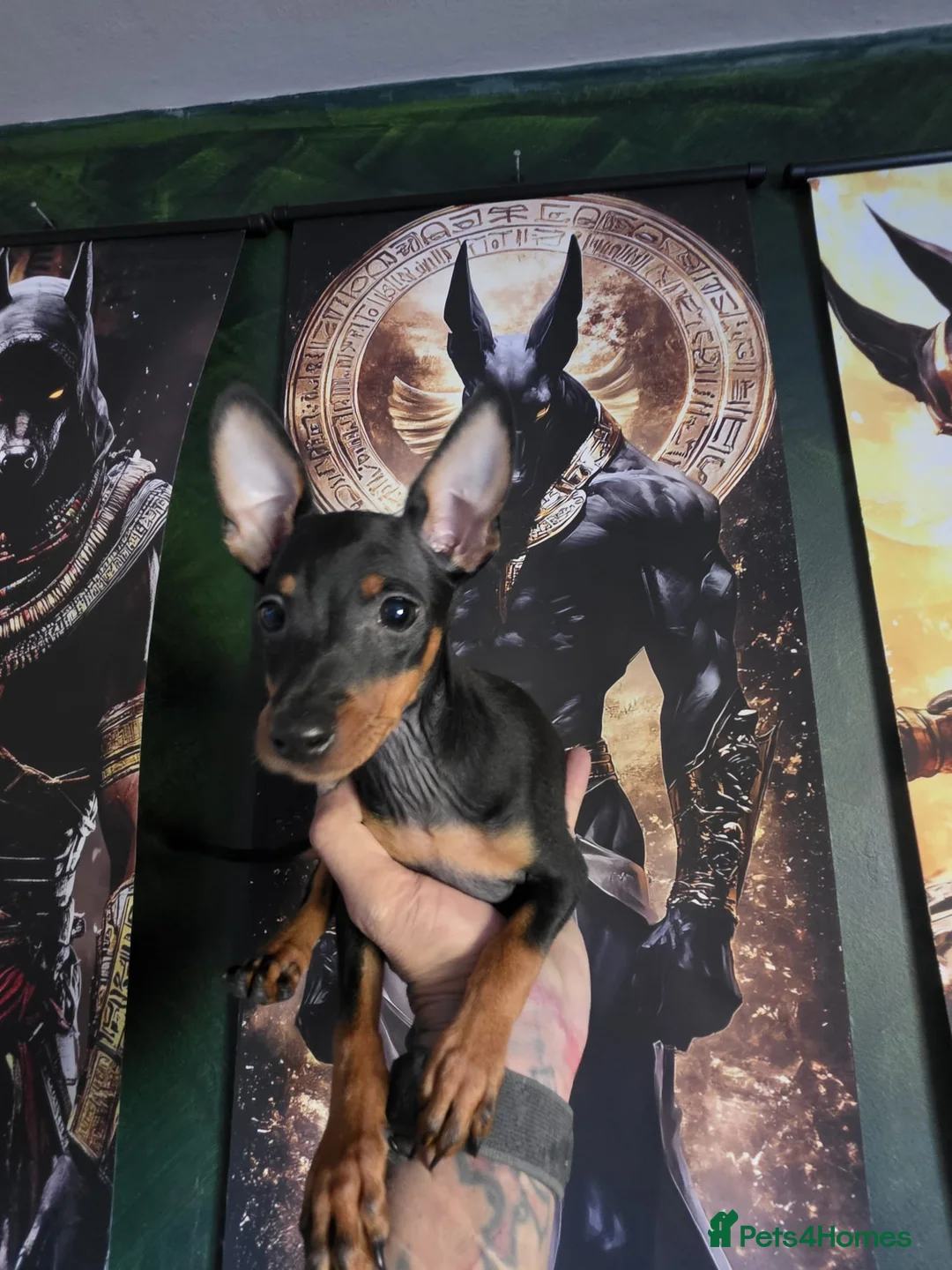Miniature Pinscher dogs for sale: Miniature Pinscher Puppies for sale  - Advert 2