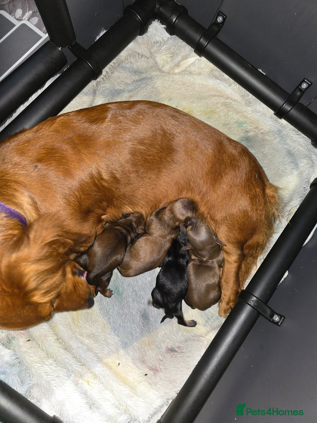 Miniature Dachshund dogs for sale: Longhaired Miniature Dachshunds  - Advert 2
