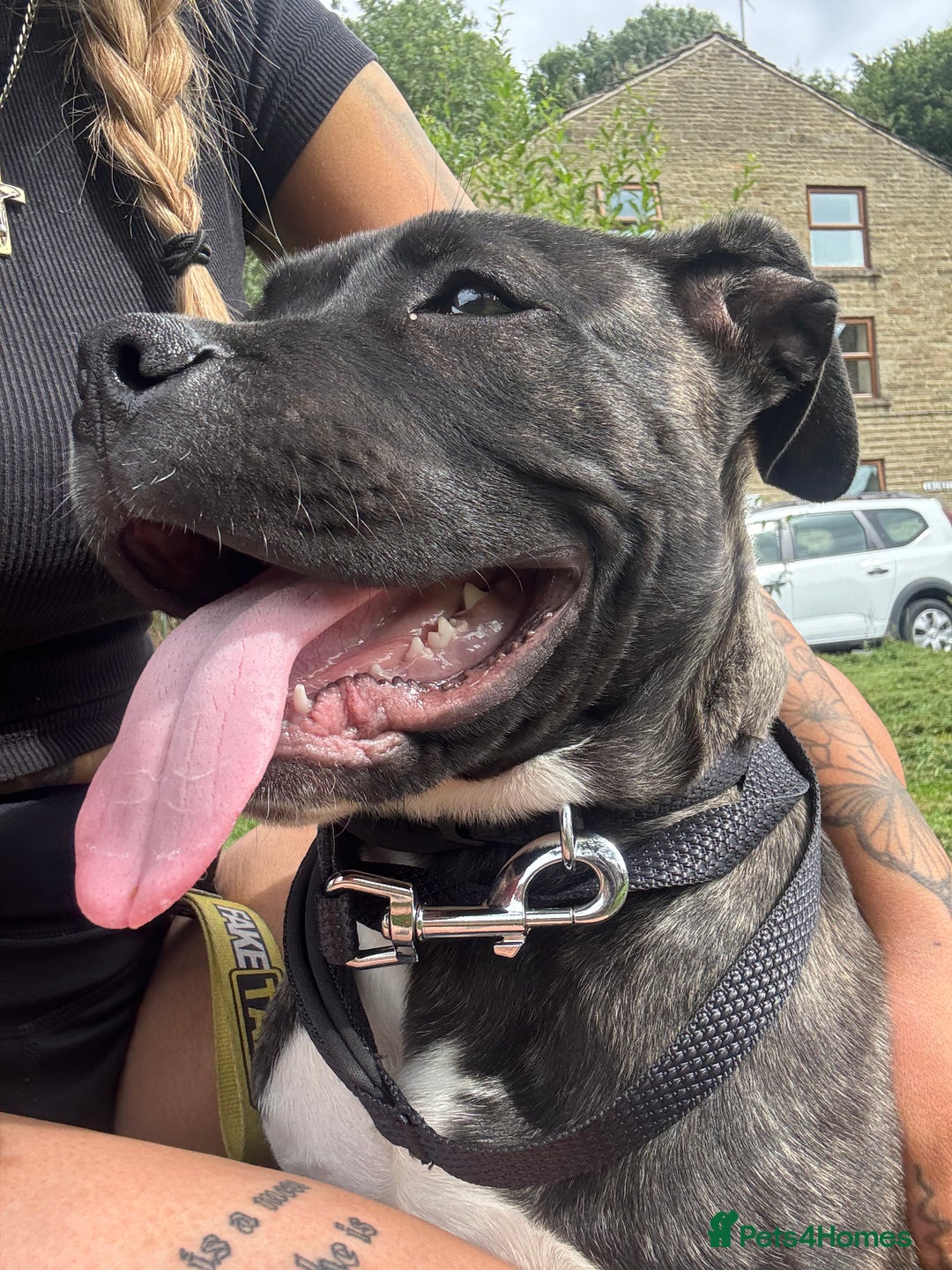 Cane Corso dogs for sale: Male cane corso pup  - Image 5