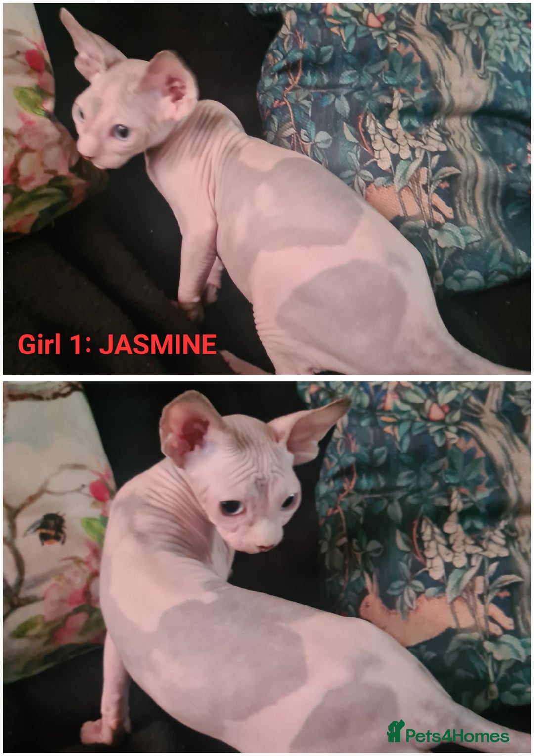 Sphynx cats for sale: Blue eyed Canadian Sphyn Kittens - Image 5