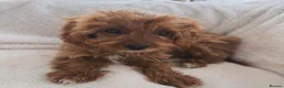 Cavapoo dogs for sale: Cavapoobabiesuk litter has arrived - Advert 10