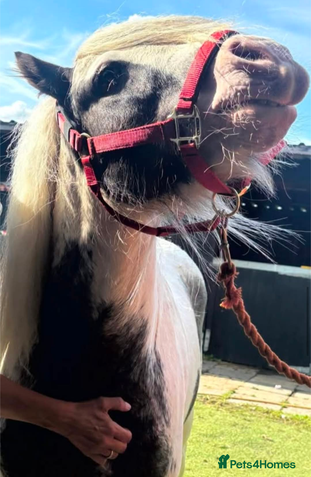 Irish Cob horses for sale: Punch  - Image 3