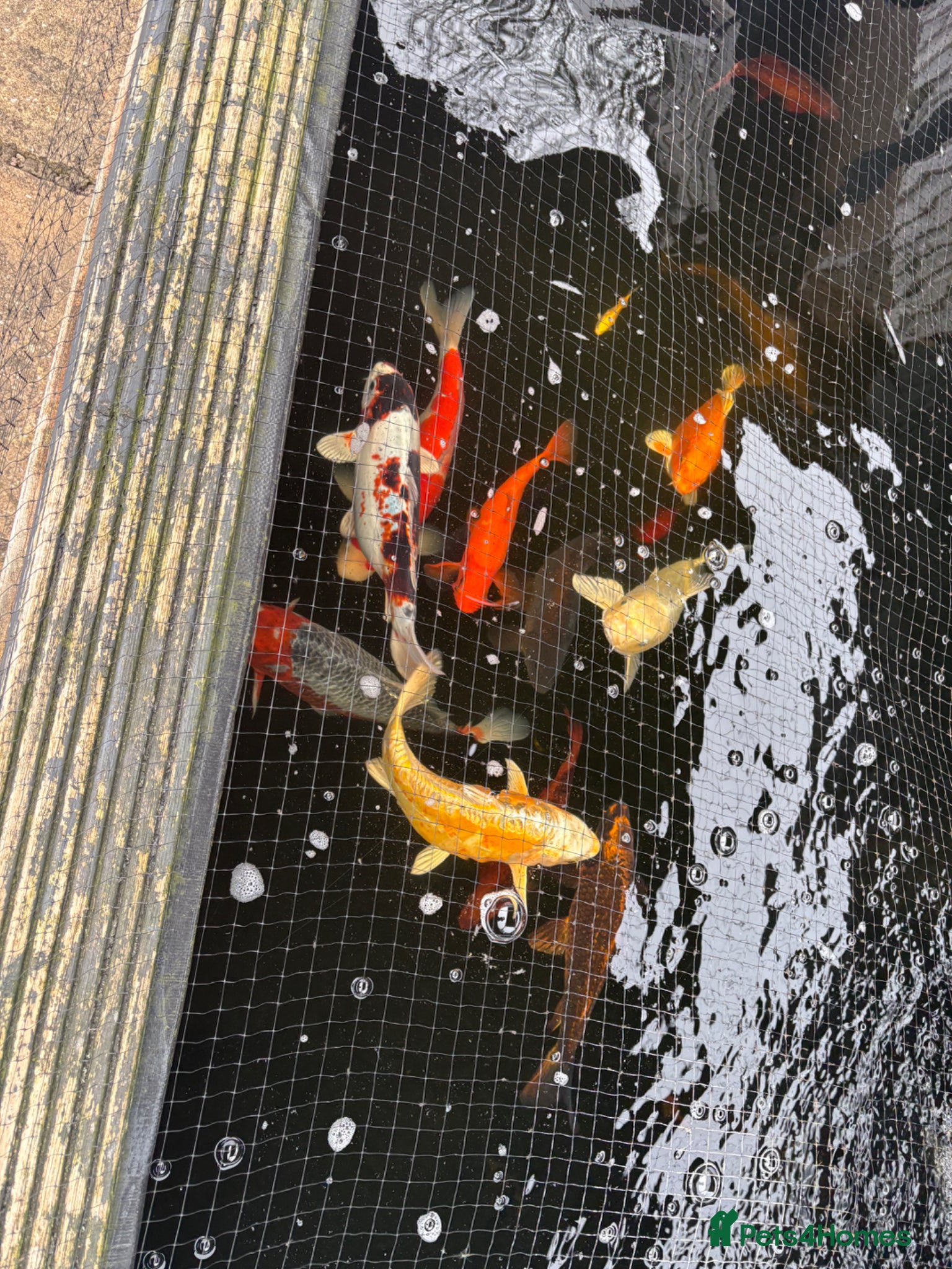 Koi Carp fish Koi for sale - Advert 1