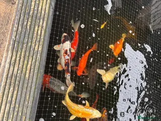 Koi Carp fish Koi for sale - Advert 10