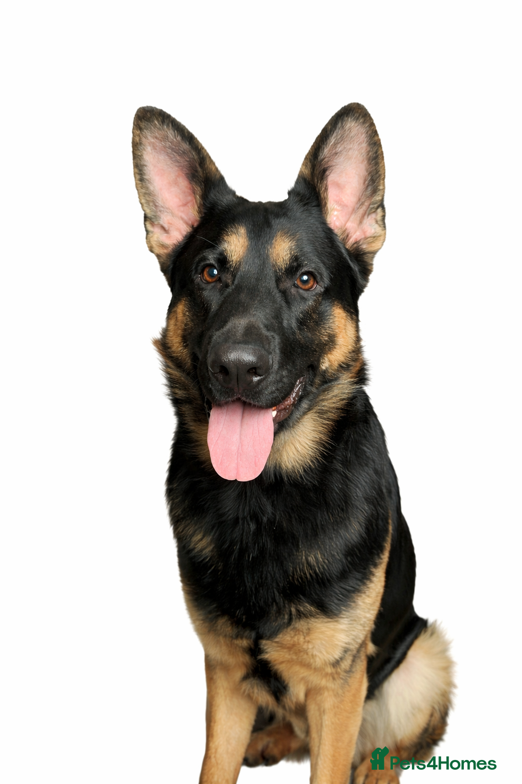 German Shepherd dogs Available for stud only  - Advert 4