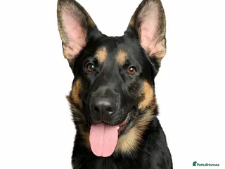 German Shepherd dogs Available for stud only - Advert 20