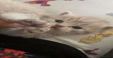 British Shorthair cats - Advert 6