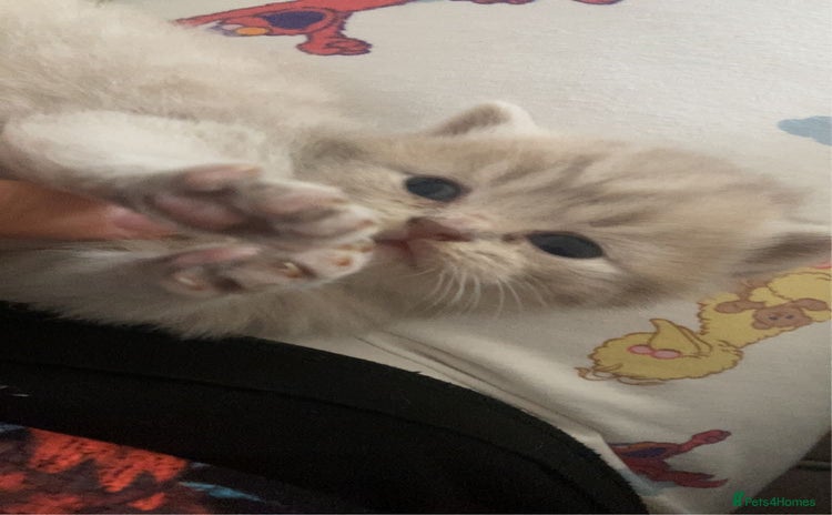 British Shorthair cats - Advert 16