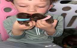 Miniature Dachshund dogs for sale: Miniature dachshund pups for sale 2 boys 1 girl  - Image 3