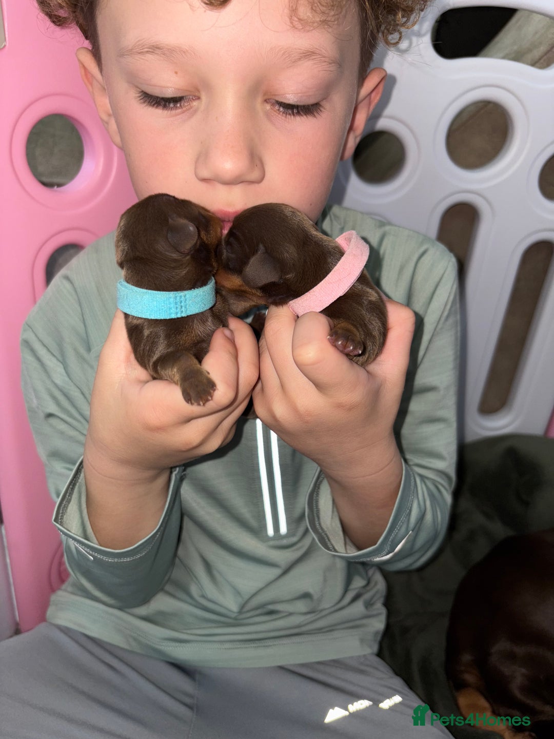 Miniature Dachshund dogs for sale: Miniature dachshund pups for sale 2 boys 1 girl  - Image 3