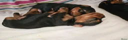 Yorkshire Terrier dogs for sale: Beautiful Yorkshire Terrier Puppy –Lola 🐾💗 - Advert 4