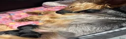 Yorkshire Terrier dogs for sale: Yorkshire terrier miniature - Advert 5