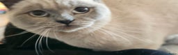 British Shorthair cats for sale: Colourpoint British Shorthair Blue lilac - Advert 9