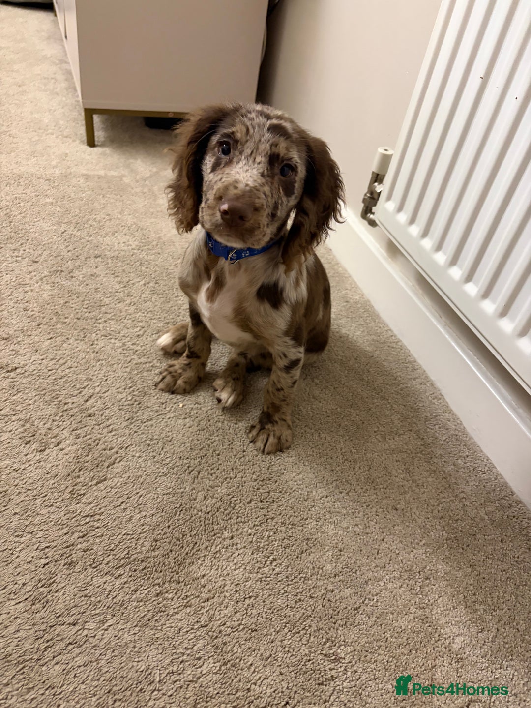 Cocker Spaniel dogs for sale: Cocker spaniel  - Advert 4