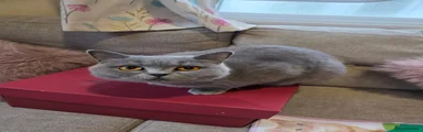 British Shorthair 1
