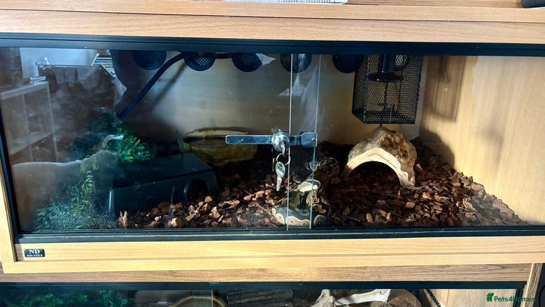 Python Snake reptiles for sale: Ball Python - Advert 5