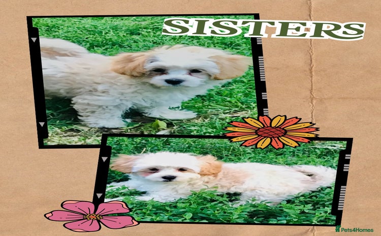 Maltipoo dogs - Advert 1