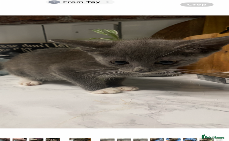 Domestic Shorthair cats - Advert 7