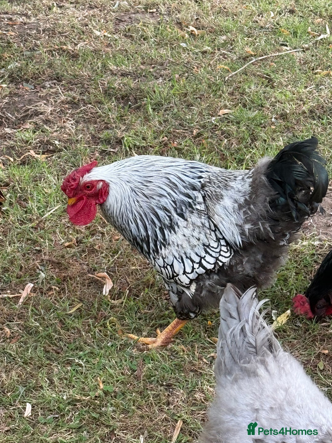 Chickens poultry for sale: 1 Cockerel and 3 hens for sale - Image 3
