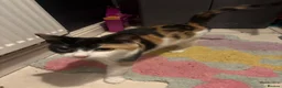 Mixed Breed cats for sale: Mixed breed beautiful kittens  - Advert 1