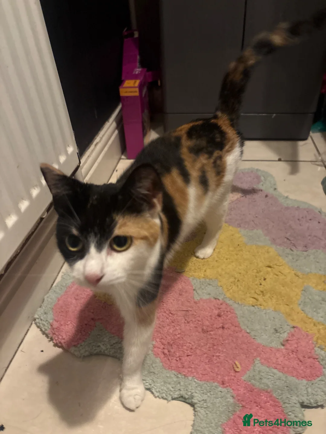 Mixed Breed cats for sale: Mixed breed beautiful kittens  - Advert 1