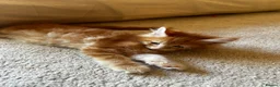 Maine Coon cats for sale: Maincoon kittens pure bred  in Bromsgrove - Advert 3