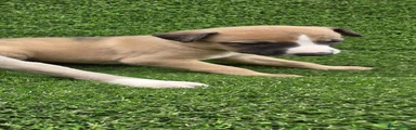 Whippet Puppy 2