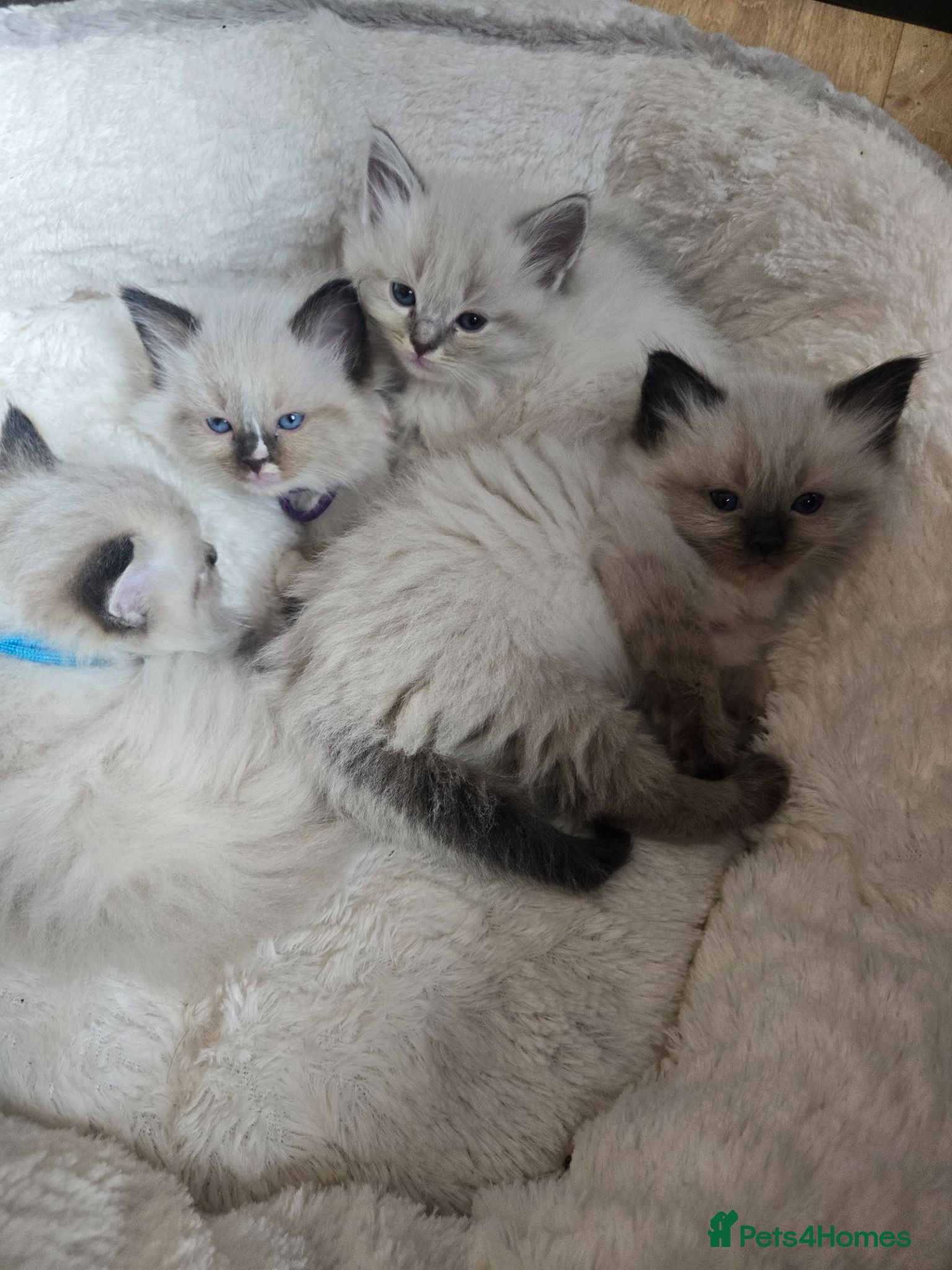 Ragdoll cats Cute litter of Purebred Blue-eyed Ragdoll kittens - Advert 2