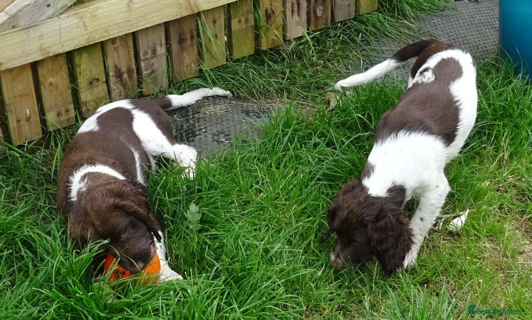English Springer Spaniel dogs for sale: Two Gorgeous Boy English Springer Spaniel Puppies  - Image 36