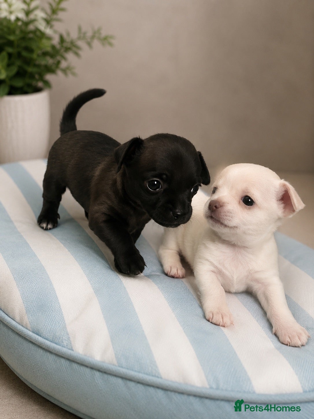 Chihuahua dogs Chihuahua puppies 2x boys 1x girl  - Advert 15