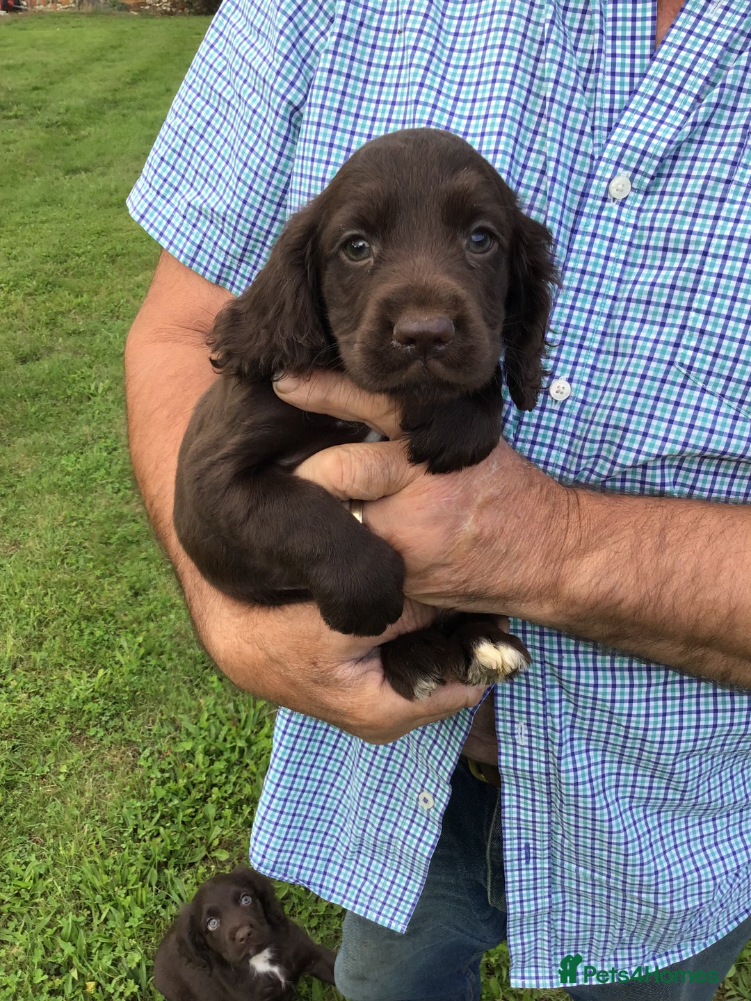 Cocker Spaniel dogs for sale: Stunning Cocker Spaniel girls, working lines. - Image 4