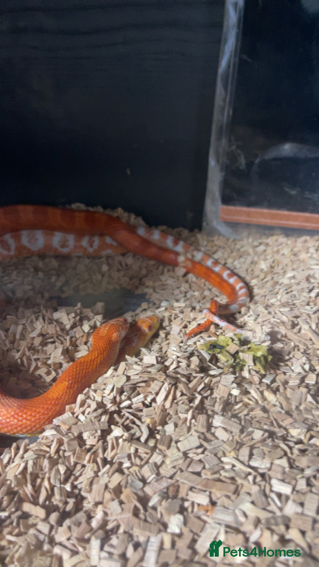 Snake reptiles for sale: Various snakes for sale - Advert 6