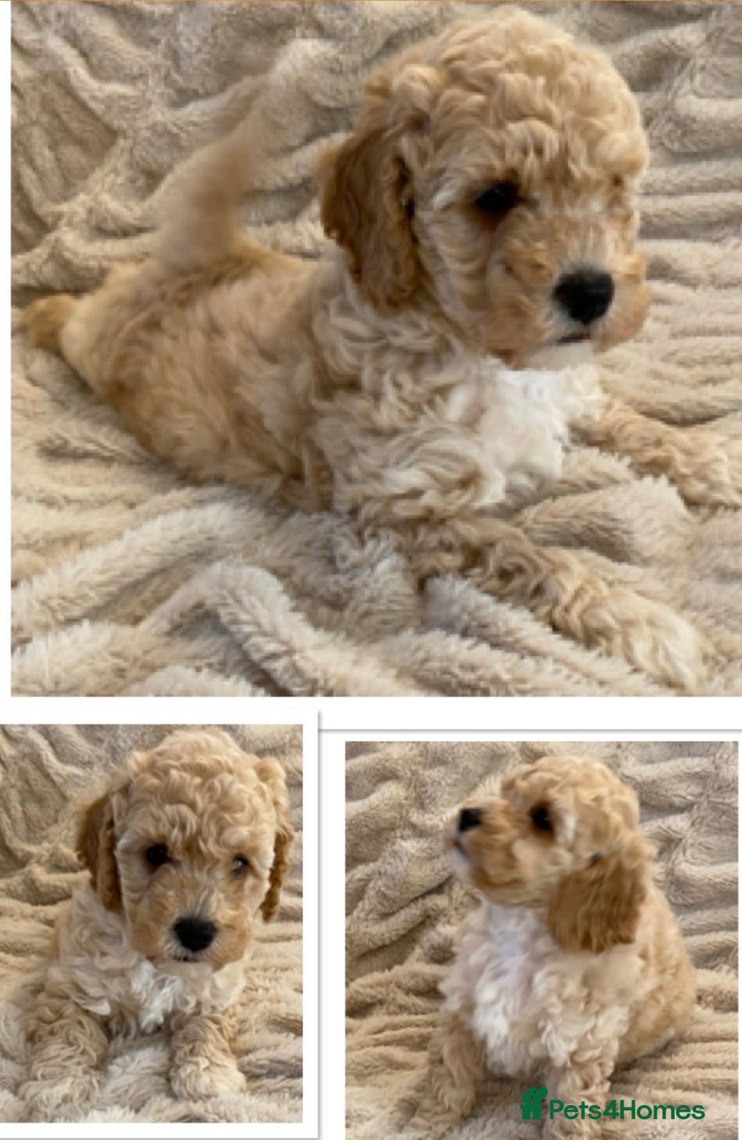 Cavapoo dogs for sale: Gorgeous Teddybear Cavapoo Puppies health checked  - Advert 2
