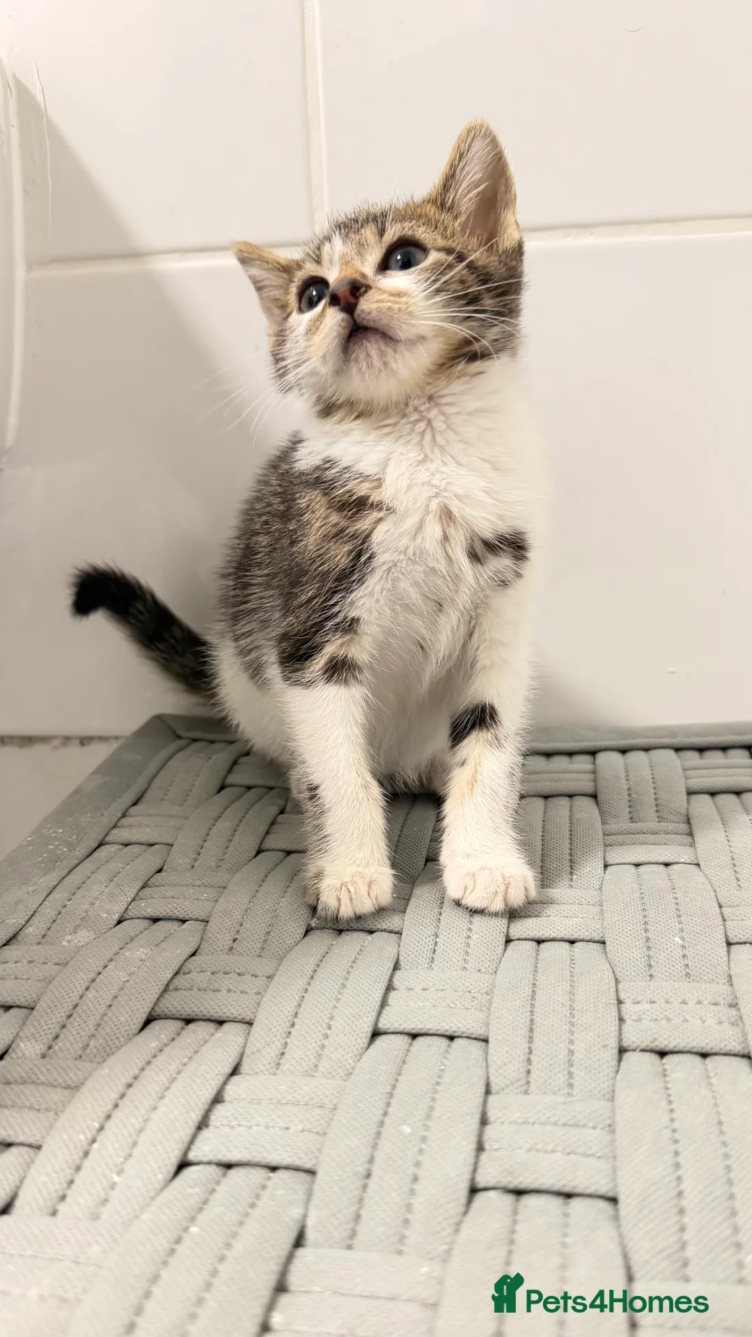 Mixed Breed cats for sale: Beautiful ragdoll x kittens  - Advert 4