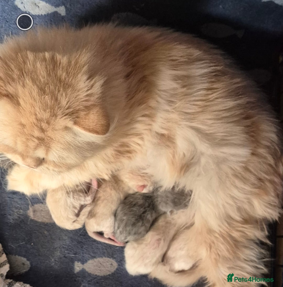 Mixed Breed cats for sale: Persian x british short hair - Advert 2