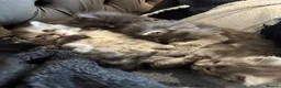 Maine Coon cats for sale: Stunning litter of pure bred Maine Coon kittens - Advert 11