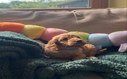 Cockapoo dogs for sale: Adorable Cockapoo puppies - Image 12
