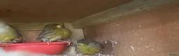 Canaries birds for sale: Gloster Canary Girls  - Advert 4