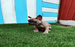French Bulldog dogs for sale: French bulldog puppies  - Image 6