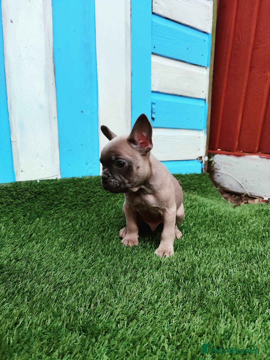 French Bulldog dogs for sale: French bulldog puppies  - Image 6