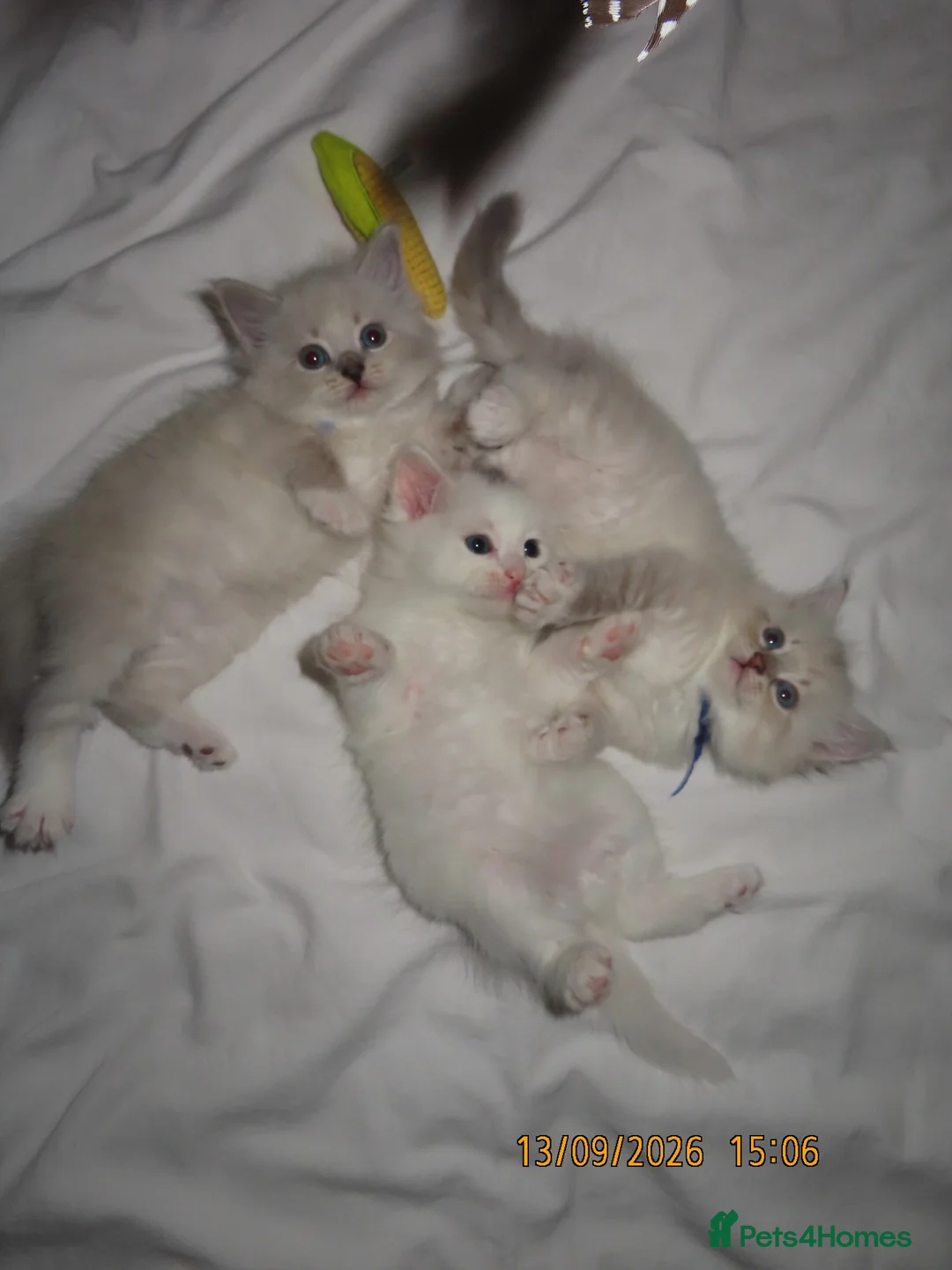 Siberian cats for sale: 🐾 Beautiful Siberian Kittens💙 - Advert 1